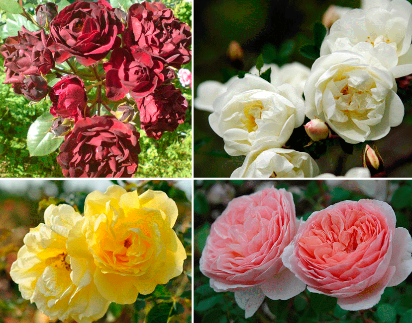 Вредители роз и борьба с ними. как предотвратить гибель цветов