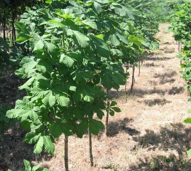 Дерево каштан: описание, особенности выращивания