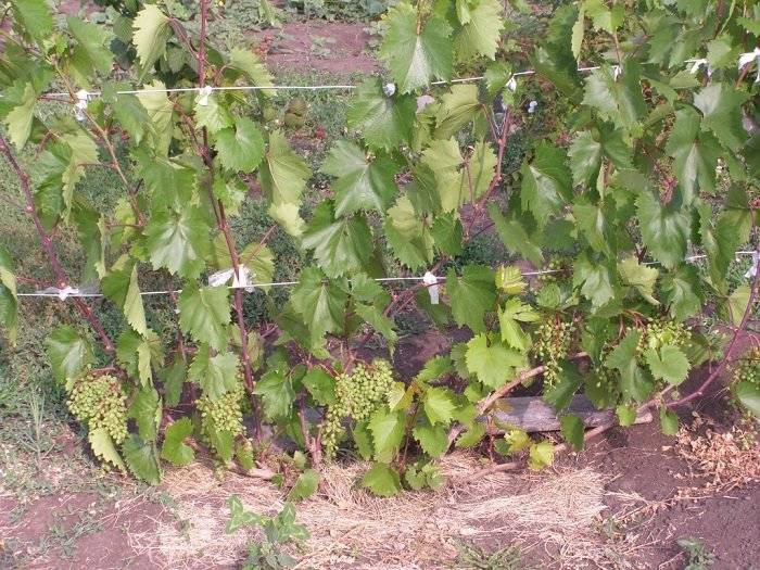 Дикий виноград: уход и посадка, размножение в домашних условиях