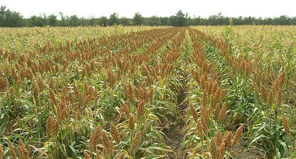 Сорго зерновое: выращивание, применение