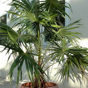Домашние пальмы, разновидности, фото и названия