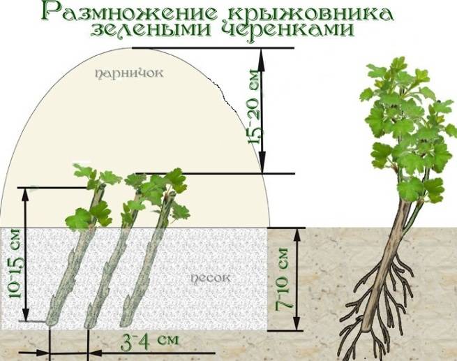 Вырастить яблоню из черенка можно по-разному