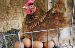 По каким причинам несушка перестала нести яйца?