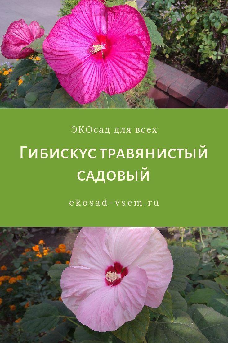 Гибискус травянистый — посадка и уход, фото цветущих красавцев
