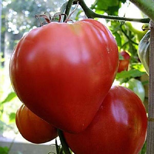 Когда сажать помидоры на рассаду в 2020 году, чтобы вырастить богатый урожай томатов.