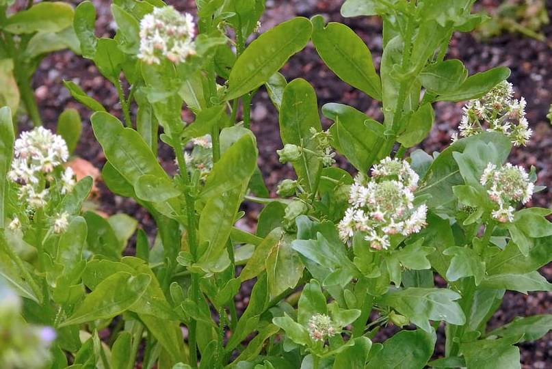 Виды и сорта ибериса для выращивания в саду