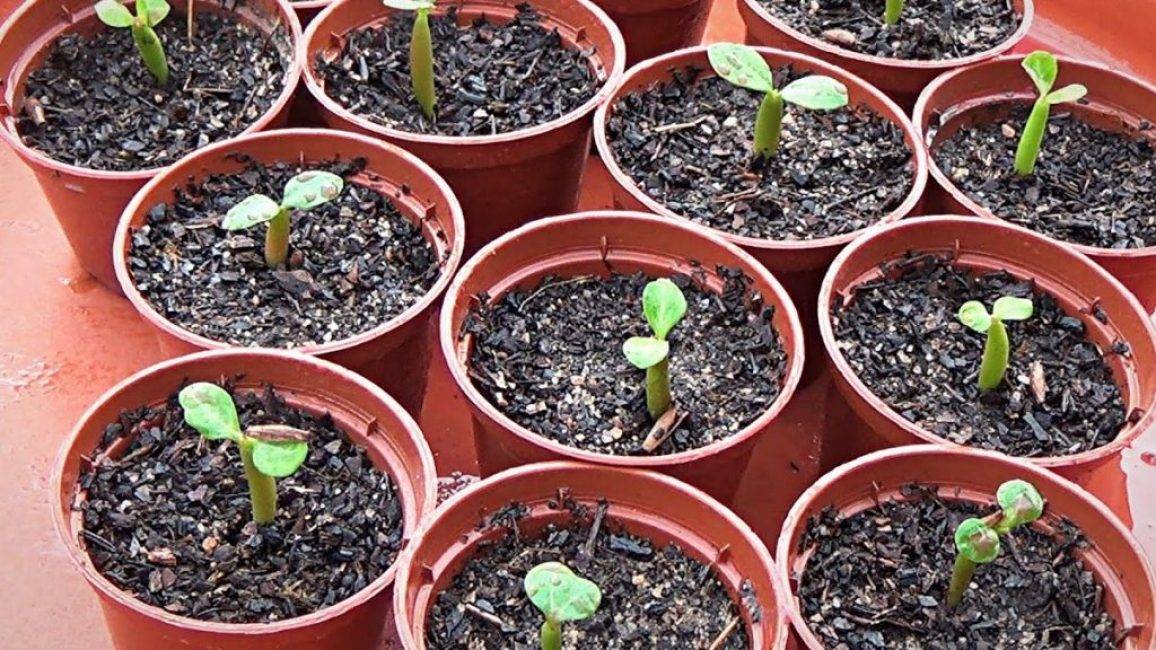Выращивание неприхотливого адениума из семян в домашних условиях и рекомендации по размножению