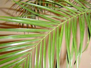 Финиковая пальма: описание и выращивание в домашних условиях