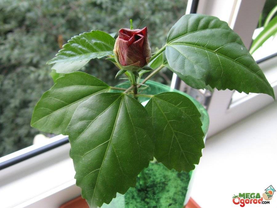 Гибискус садовый: уход и размножение, посадка и пересадка китайской розы, древовидный и травянистый гибискус: выращивание и как зимует, фото и видео