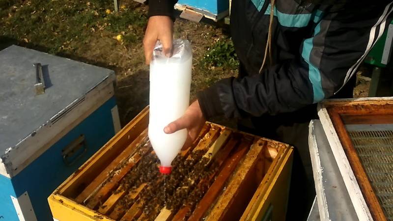 Как обрабатывать пчел от клеща бипином