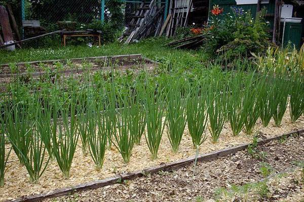10 способов как использовать опилки для огорода весной и осенью