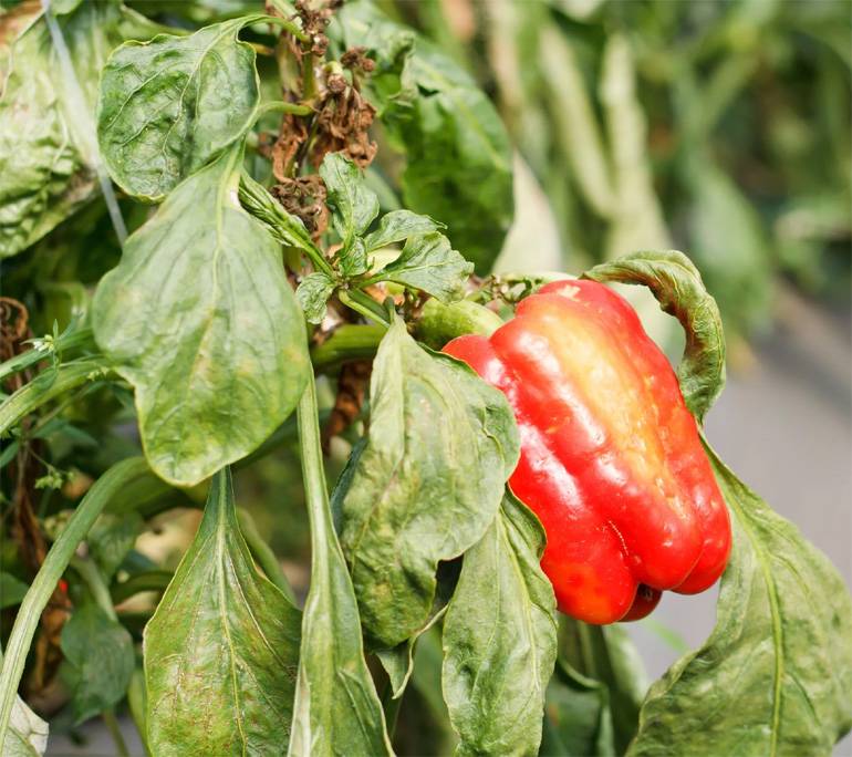 Выращивание болгарского перца: секреты успеха