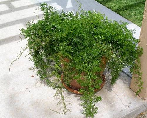 Описание неприхотливого растения аспарагус серповидный: уход в домашних условиях, фото
