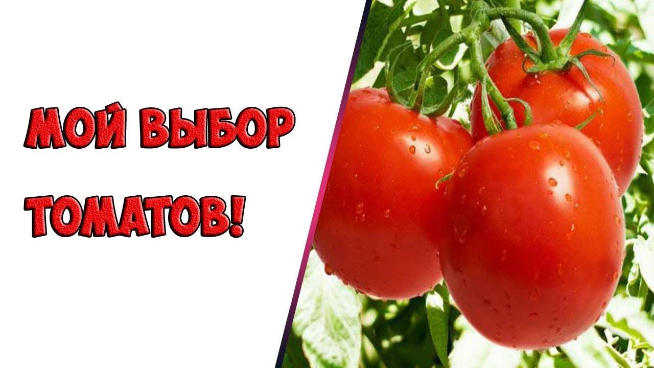 Правильное применение популярных комплексных удобрений для томатов