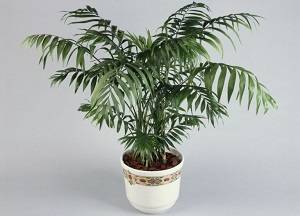 Бамбуковая пальма хамедорея: уход в домашних условиях, фото цветкового растения, полезные рекомендации цветоводам