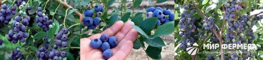 Голубика: сорта и особенности выращивания в регионах