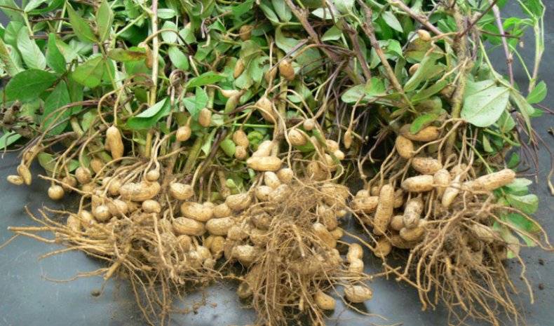В каких условиях и как растет арахис? выращивание арахиса на приусадебном участке