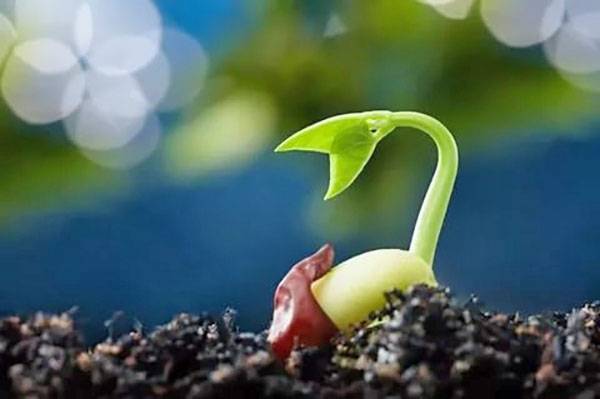 Лучшие стимуляторы роста корней растений: применение и характеристики
