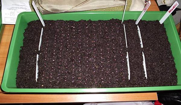 Выращивание рассады клубники из семян в домашних условиях