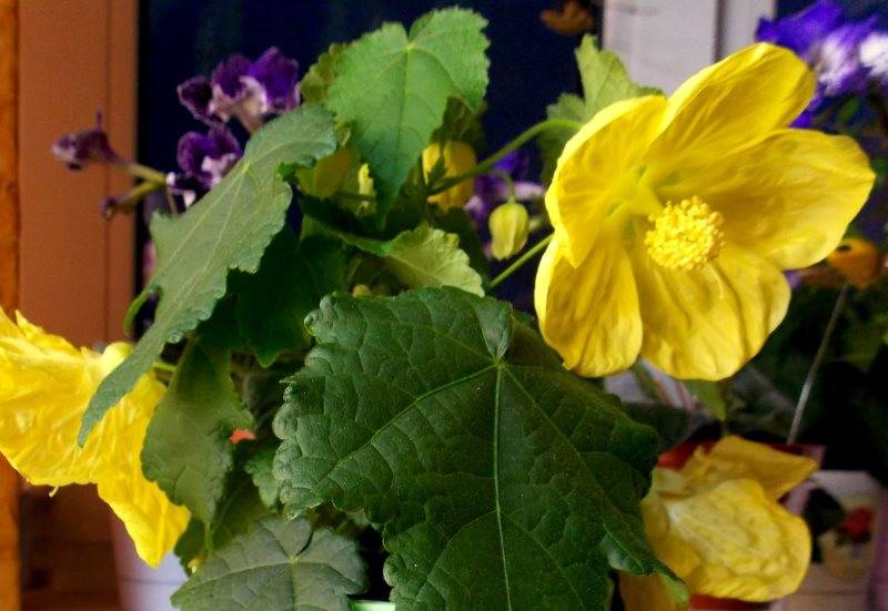 Домашний клен абутилон —  комнатный цветок