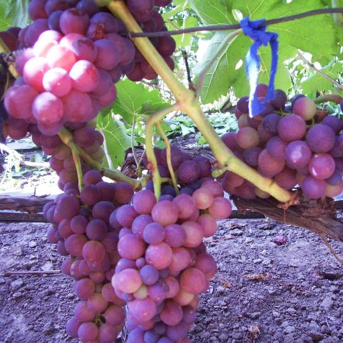 Новые и старые сорта винограда (часть 1)