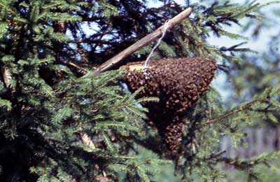 Применение препарата апимакс для подкормки и профилактики пчел
