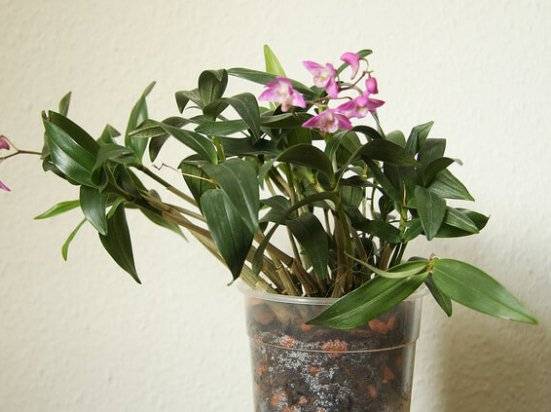 Чтобы орхидея дендробиум порадовала цветением, учимся ухаживать за ней