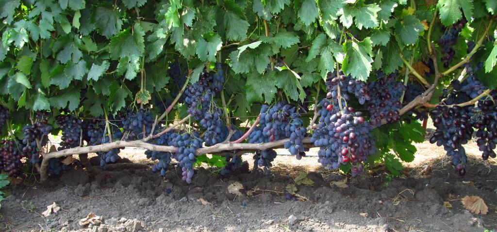 Виноград Фуршетный — описание сорта, фото