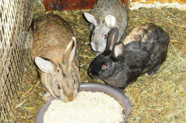 Чем кормить кроликов, чтобы они набирали вес?