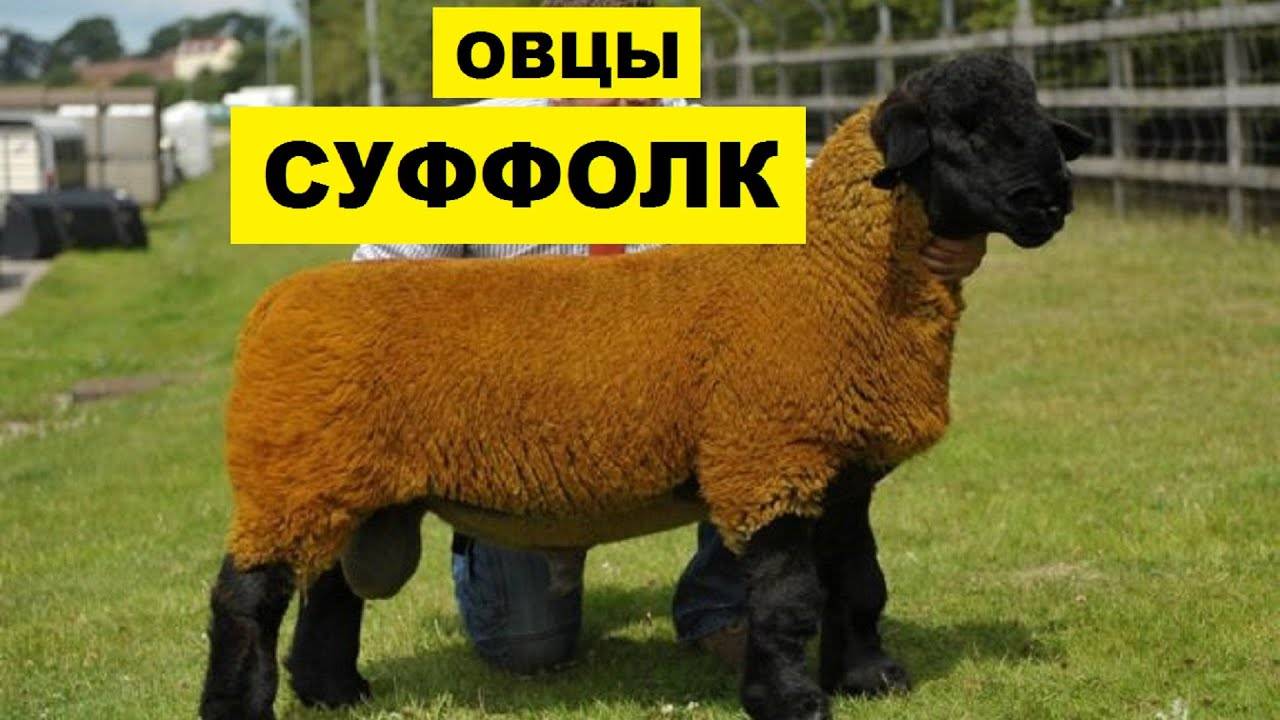 Овцы романовской породы как самый лучший вариант для начинающих овцеводов