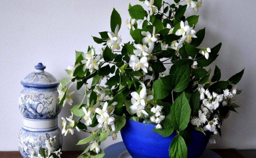 Цветок счастья стефанотис или мадагаскарский жасмин в нашем доме