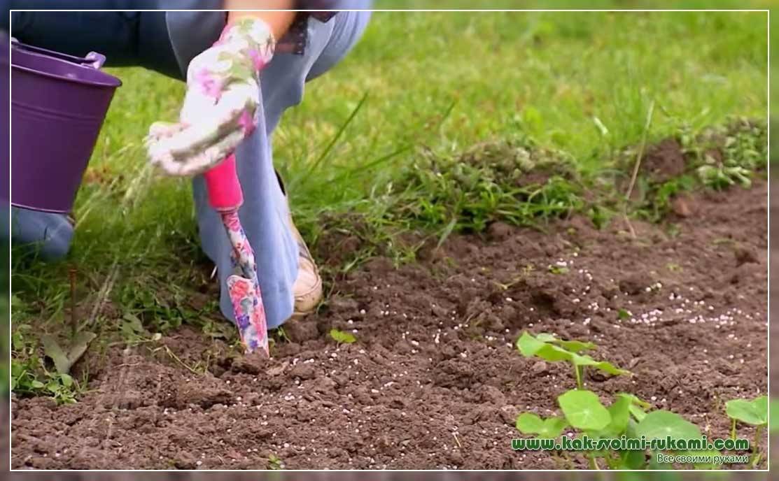 Черная смородина: посадка осенью. удобрения и подготовка почвы