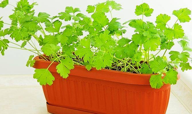 Особенности выращивания свежей зелени на подоконнике
