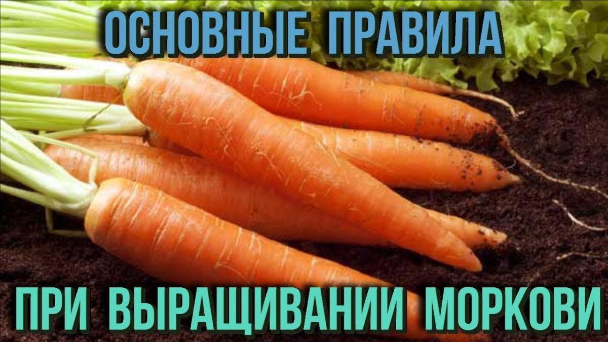 Выращивание моркови в открытом грунте: советы из практики