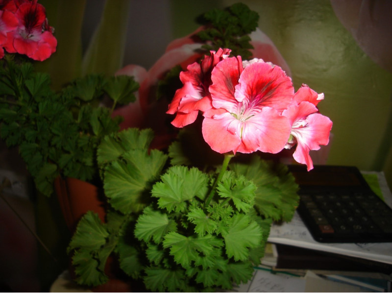 Обильное и длительное цветение герани: как и чем подкормить растение дома или на дачном участке?