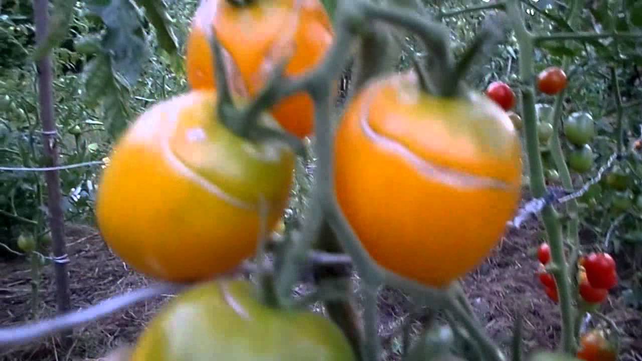 Выбираем лучшие томаты, устойчивые к фитофторозу для подмосковья
