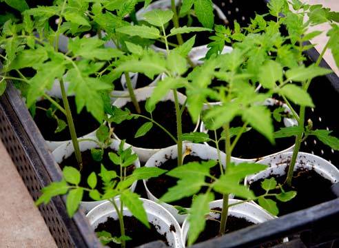 Как правильно выращивать кабачки в теплице?