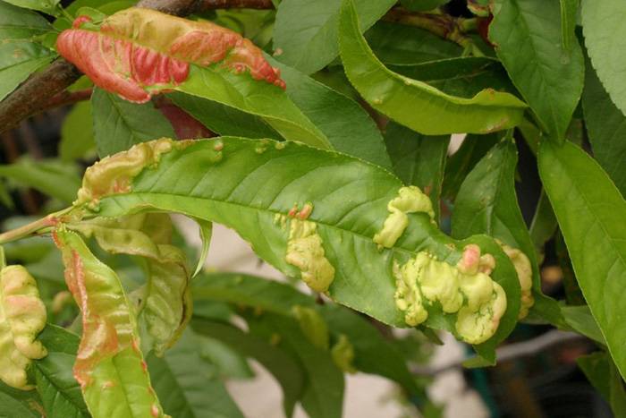 Возможные проблемы при выращивании персика