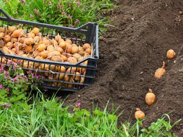 Полив картофеля в открытом грунте: сроки, полезные советы