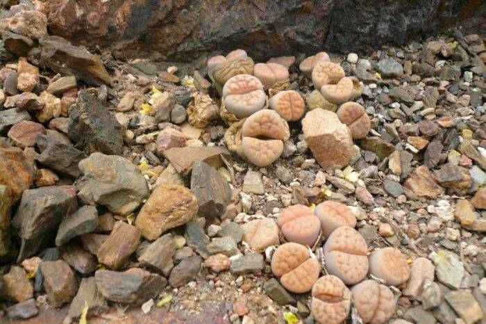 Литопсы: описания сортов с фото и секреты ухода за живыми камнями