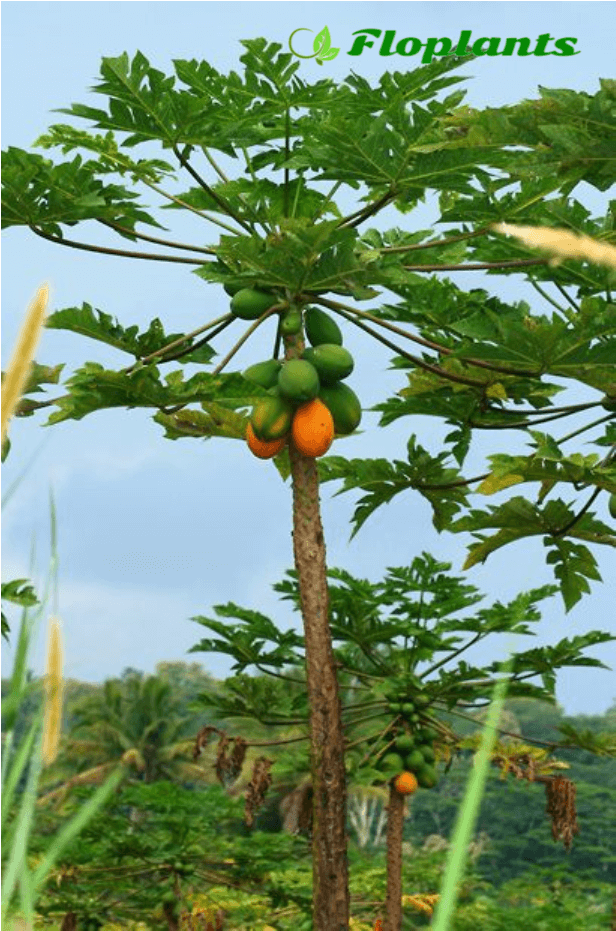 Где растет пятиугольное дынное дерево бабако, что собой представляет пепино и как вырастить папайю
