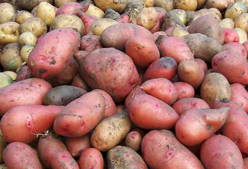 Особенности и сорта фиолетового картофеля