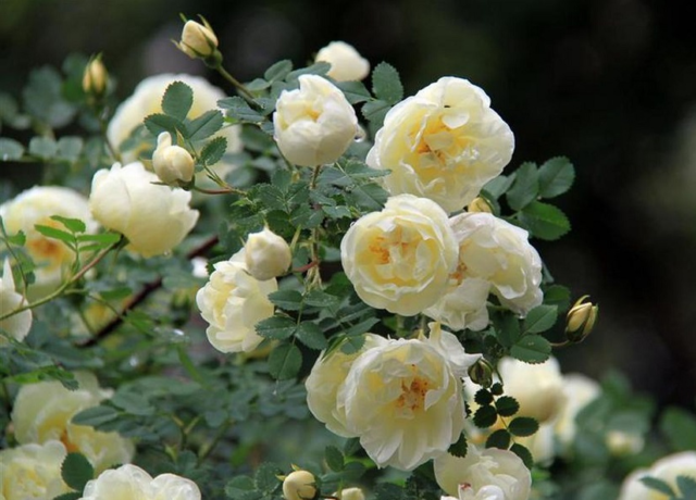 Прекрасная роза не только красивая, но и лечебная: особенности настоек из лепестков цветка