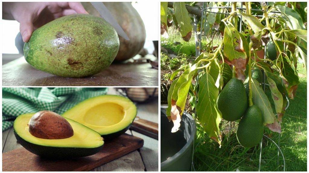 Мексиканец авокадо на вашем окне: как ухаживать за экзотом