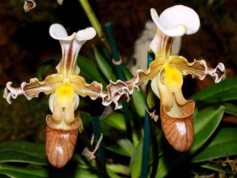 Орхидея пафиопедилум венерин башмачок – строптивая лесная нимфа