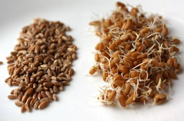 Пророщенные семена злаков – здоровье от природы! способы проращивания и рецепты из проростков