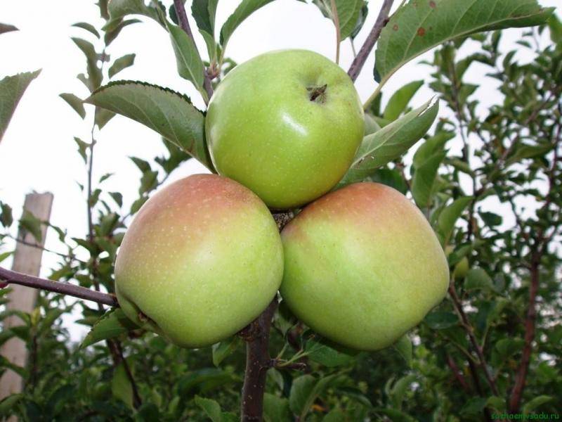 Лучшие сорта колоновидных яблонь – фото и описания
