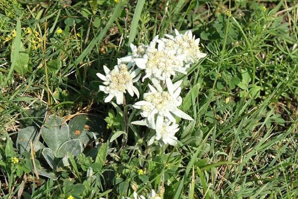 Цветок альпийский эдельвейс: виды, выращивание из семян, леонтоподиум фото в природе