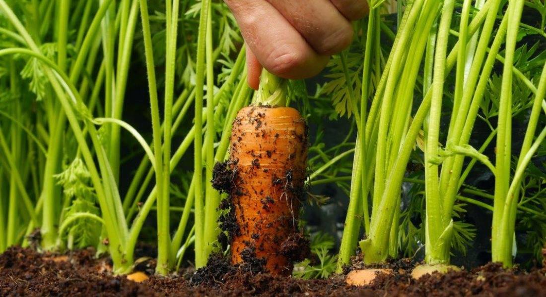 Морковь — солнечный корнеплод для здоровья и красоты
