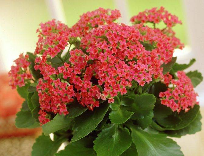 Как добиться обильного цветения каланхоэ – рекомендации по пересадке после покупки и уходу в домашних условиях